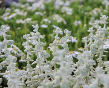 Ballota pseudodictamnus