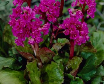 Bergenia  'Abendglut'