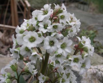 Bergenia  'Bressingham White' PBR