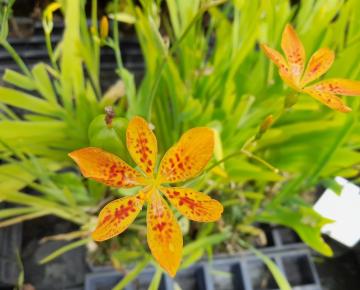 Belamcanda chinensis