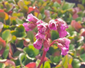 Bergenia cordifolia 'Purpurea'