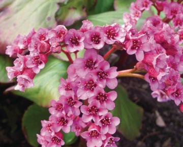 Bergenia cordifolia 'Rotblum'