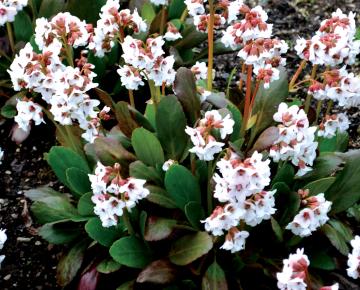 Bergenia Dragonfly  'Angel Kiss' ®