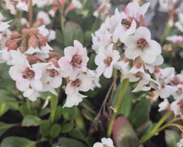Bergenia Dragonfly  'Angel Kiss' ®