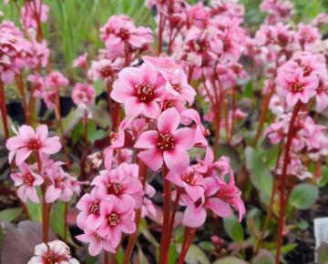 Bergenia Dragonfly 'Sakura' ®