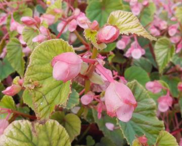 Begonia grandis evansiana