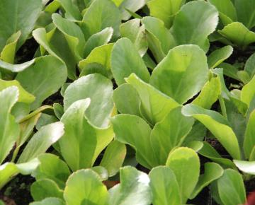 Bergenia 'Ice Queen'