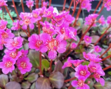 Bergenia 'Morgenröte'