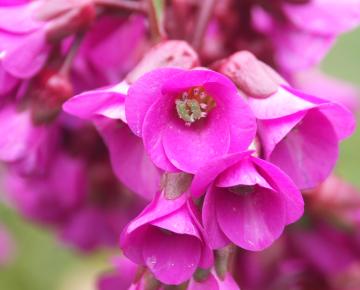 Bergenia 'Ouverture' ('Eroica')