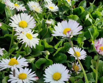 Bellis perennis