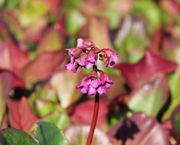 Bergenia purpurascens