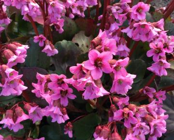 Bergenia 'Rosi Klose'