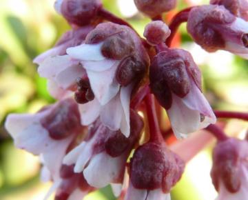 Bergenia 'Silberlicht'