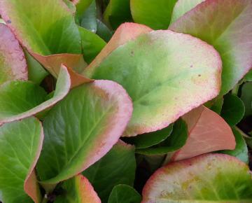 Bergenia 'Winterglut'