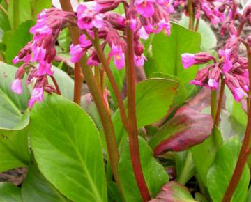 Bergenia 'Wintermärchen'
