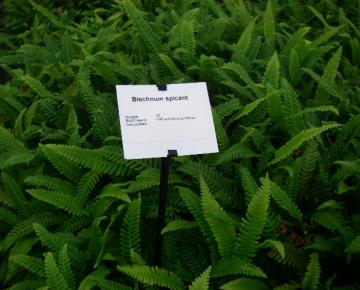 Blechnum spicant