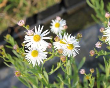 Boltonia asteroides 'Snowbank'