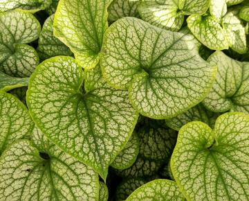 Brunnera macrophylla 'Alexander's Great'