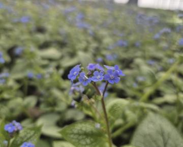 Brunnera macrophylla 'Alexander's Great'