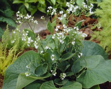 Brunnera macrophylla 'Betty Bowring'