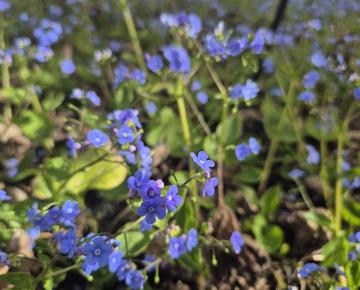 Brunnera macrophylla 'Caucasian Carpet'