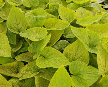 Brunnera macrophylla 'Dianes Gold'