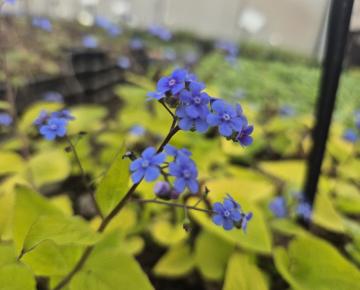 Brunnera macrophylla 'Dianes Gold'