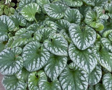 Brunnera macrophylla 'Emerald Mist' ®