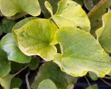Brunnera macrophylla 'Hadspen Cream'