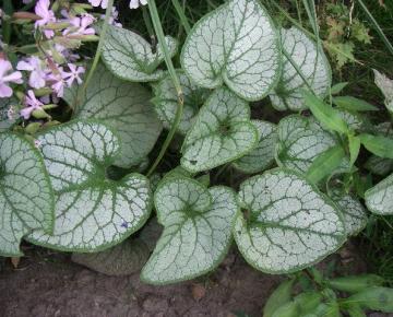 Brunnera macrophylla 'Jack Frost' PBR
