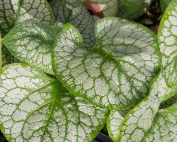 Brunnera macrophylla 'Jack of Diamonds'