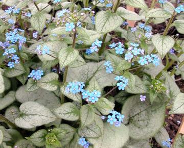 Brunnera macrophylla 'Looking glass' PBR