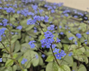 Brunnera macrophylla 'Looking glass' PBR