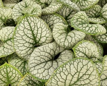 Brunnera macrophylla 'Sea Heart' ®