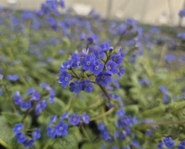 Brunnera macrophylla 'Sea Heart' ®