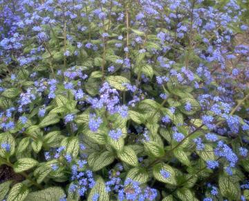Brunnera macrophylla 'Silver Heart' ®