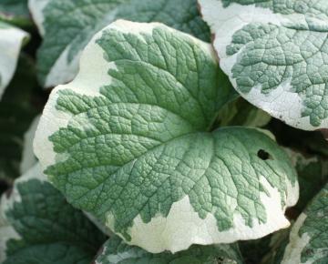 Brunnera macrophylla 'Variegata' ('Dawson's White')