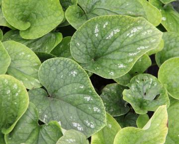 Brunnera macrophylla 'White Zebra' ®