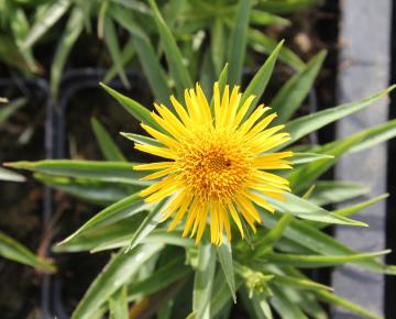 Buphthalmum salicifolium