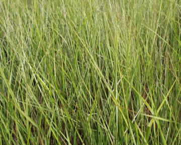 Calamagrostis acutiflora (x) 'Avalanche'