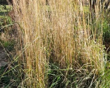 Calamagrostis acutiflora (x) 'Karl Foerster' 3l.