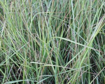 Calamagrostis acutiflora (x) 'Overdam'