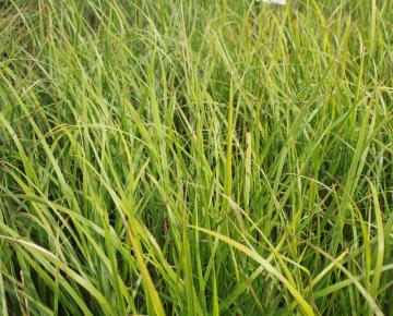Calamagrostis acutiflora (x) 'Waldenbuch'