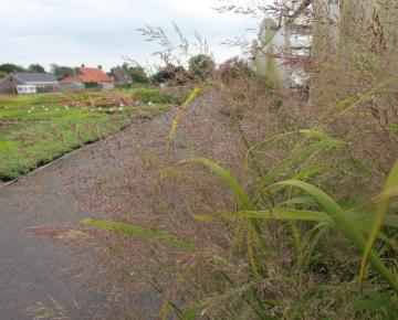 Calamagrostis brachytricha 'Mona'