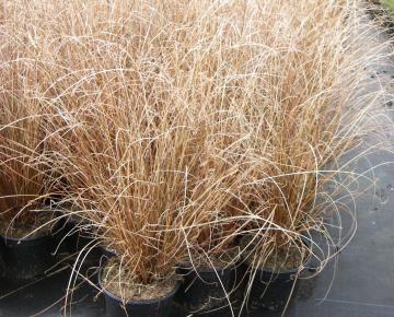 Carex buchananii 2l.
