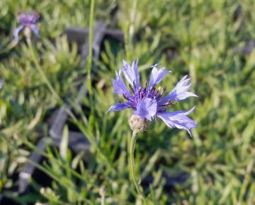 Catananche caerulea