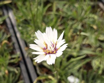 Catananche caerulea 'Alba'