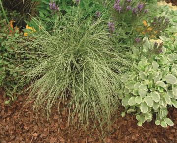 Carex comans 'Amazon Mist'