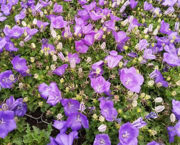 Campanula carpatica 'Blue Clips'