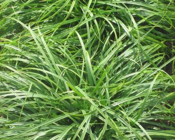 Carex caryophyllea 'The Beatles'